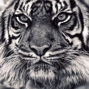 Meet your Posher, Candida